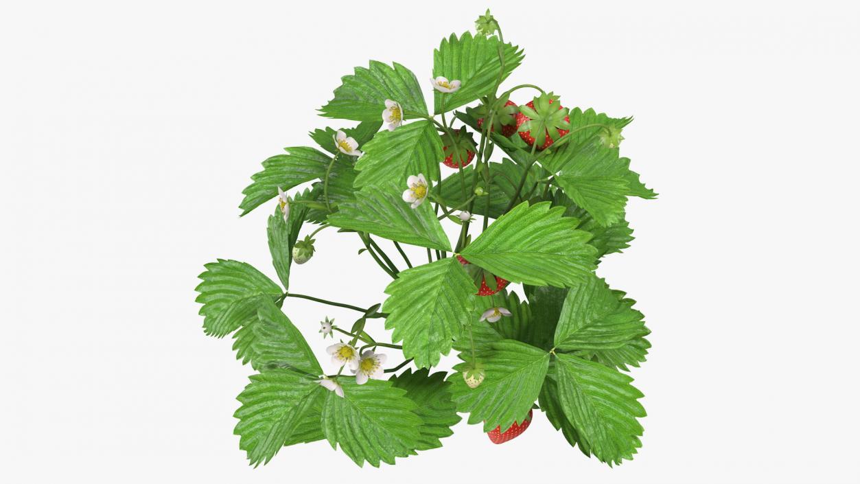 3D Bush of Strawberry Plant with Fruits