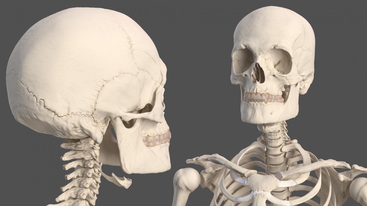 Male Skeleton Nervous System And Skin 3D