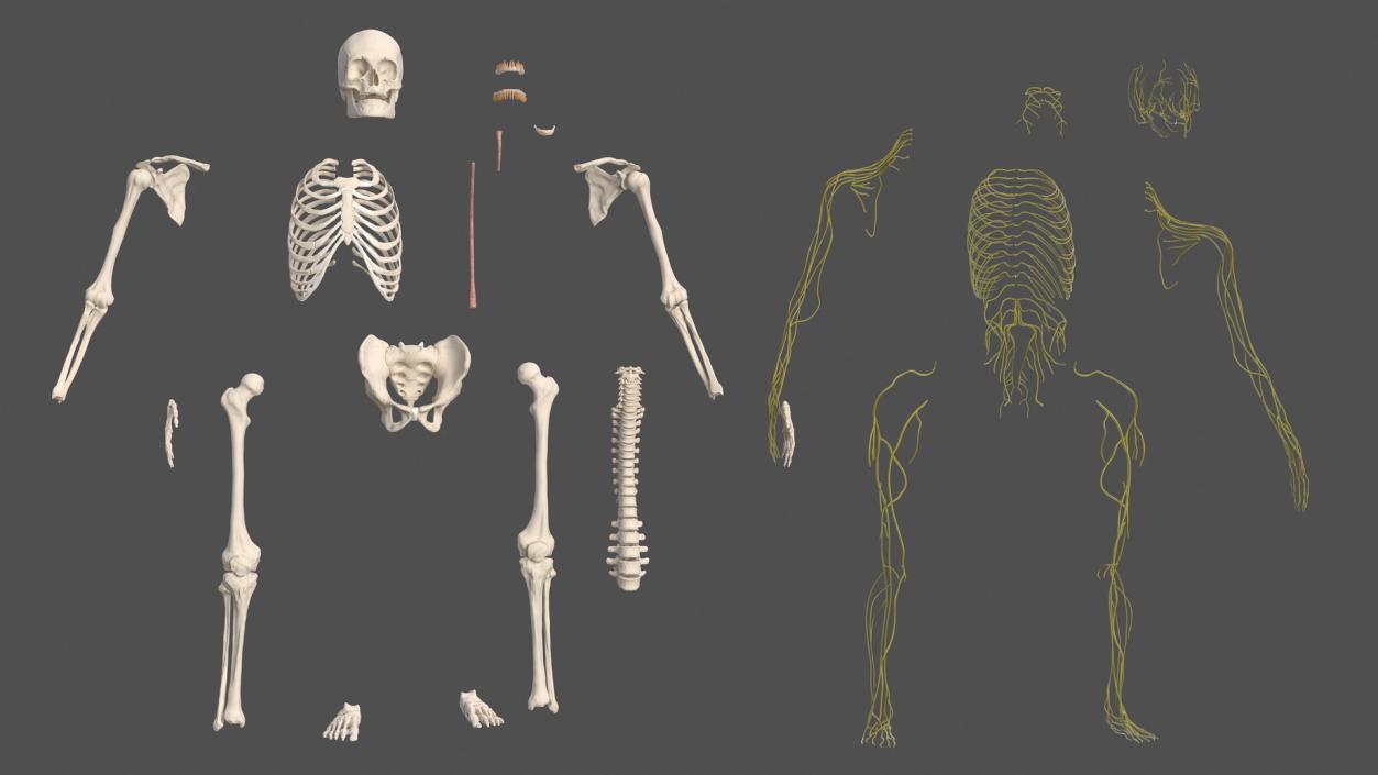 Male Skeleton Nervous System And Skin 3D