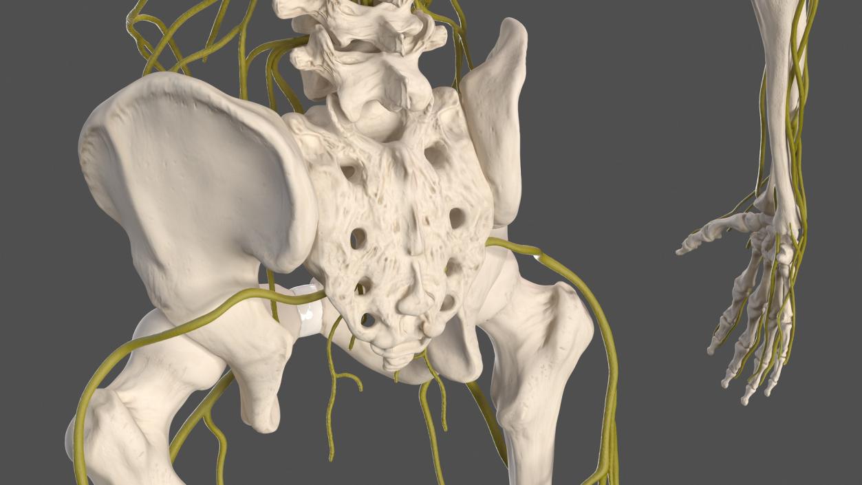 Male Skeleton Nervous System And Skin 3D