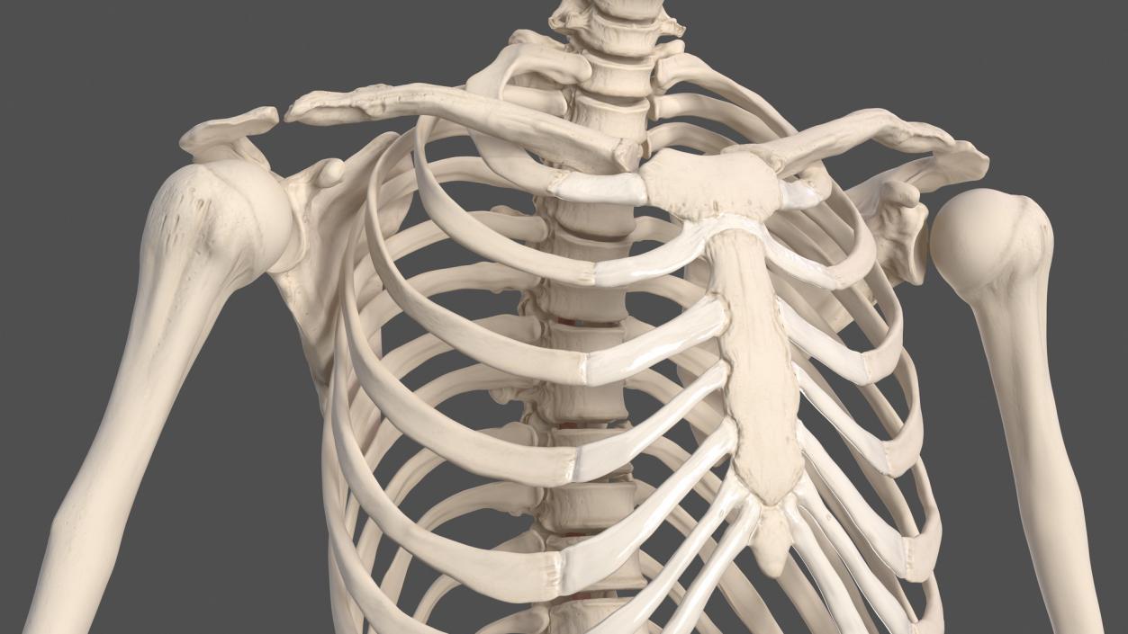 Male Skeleton Nervous System And Skin 3D