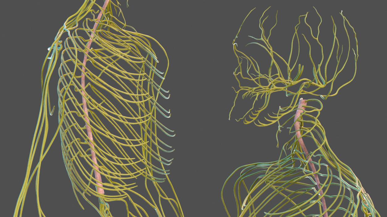 Male Skeleton Nervous System And Skin 3D