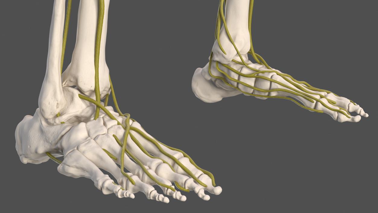 Male Skeleton Nervous System And Skin 3D