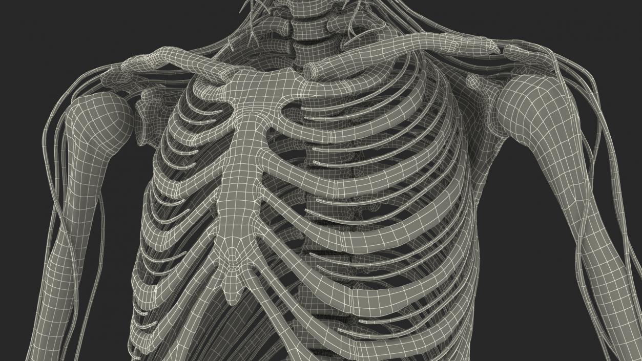 Male Skeleton Nervous System And Skin 3D