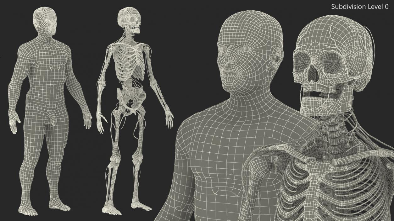 Male Skeleton Nervous System And Skin 3D