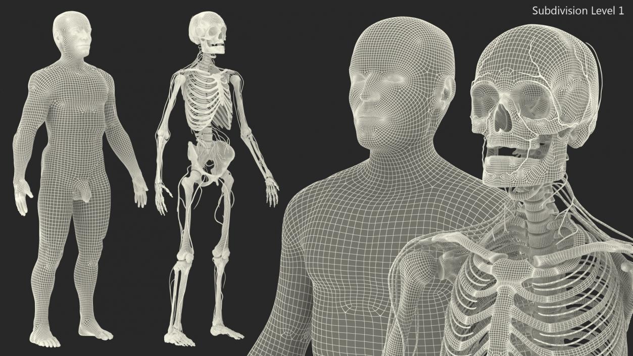 Male Skeleton Nervous System And Skin 3D