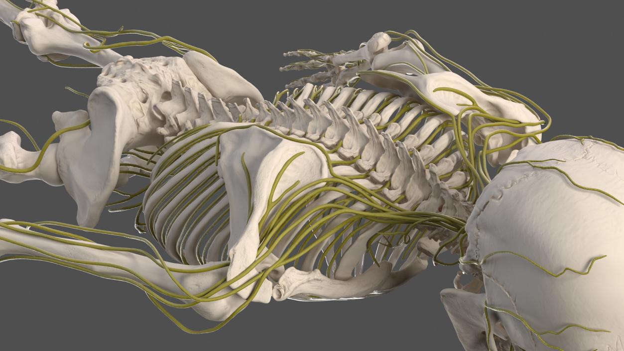 Male Skeleton Nervous System And Skin 3D