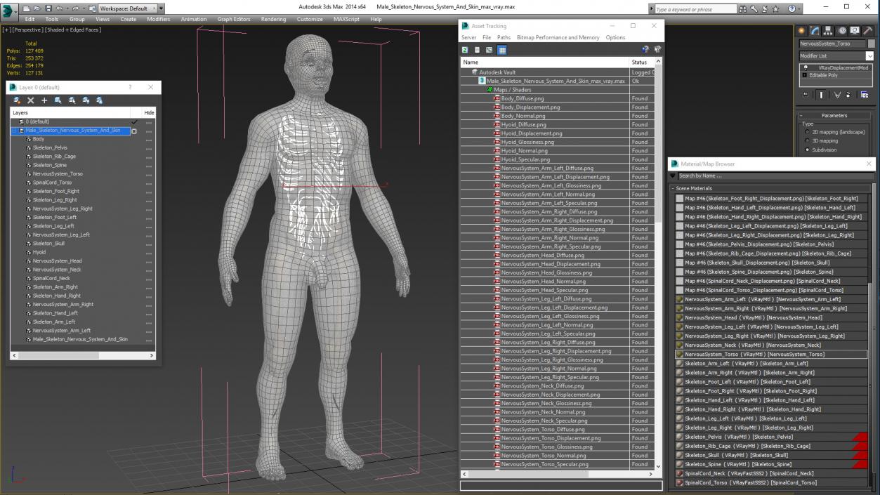 Male Skeleton Nervous System And Skin 3D