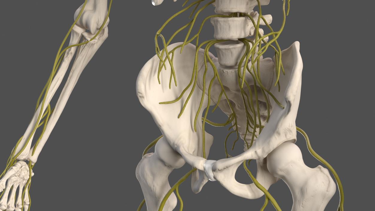 Male Skeleton Nervous System And Skin 3D