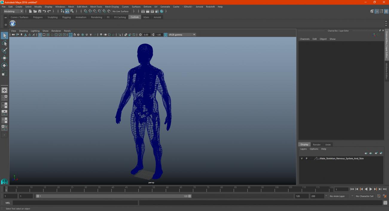 Male Skeleton Nervous System And Skin 3D