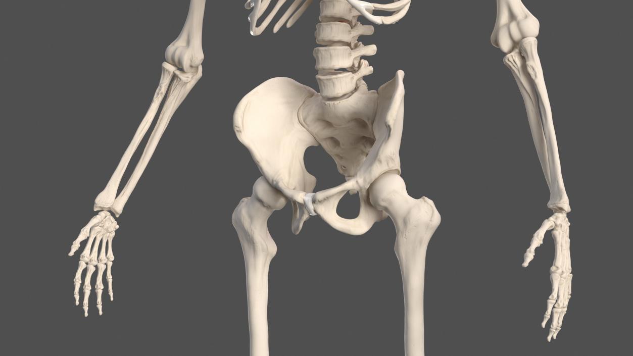 Male Skeleton Nervous System And Skin 3D