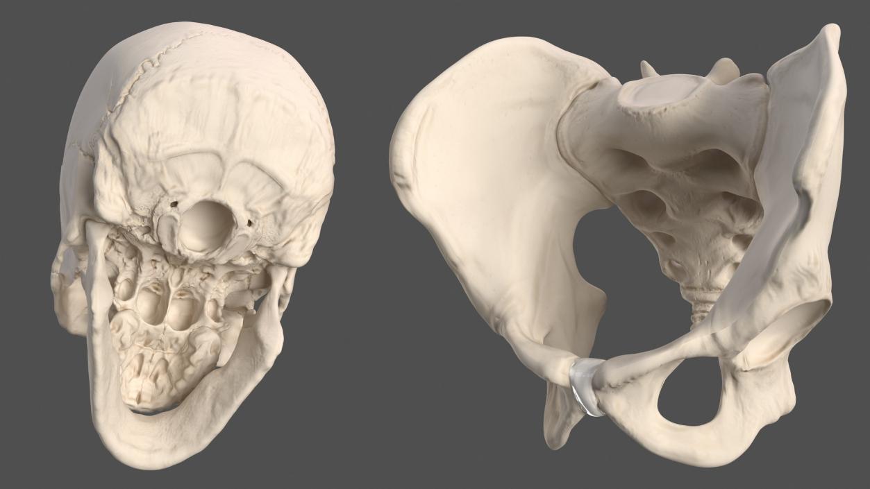 Male Skeleton Nervous System And Skin 3D