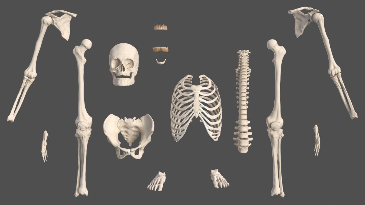 Male Skeleton Nervous System And Skin 3D