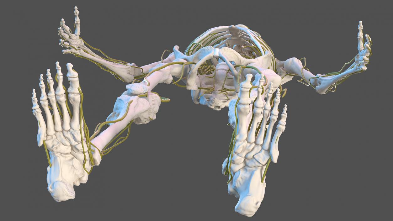 Male Skeleton Nervous System And Skin 3D