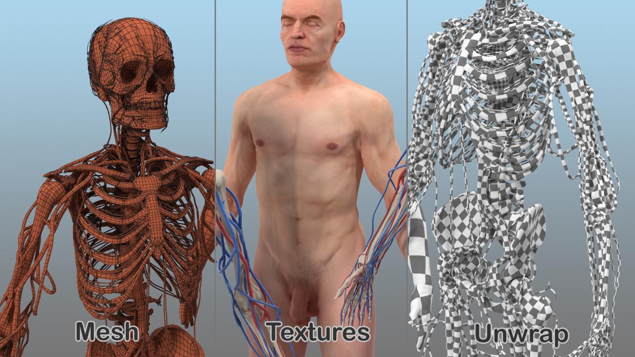 Male Skeleton Nervous System And Skin 3D