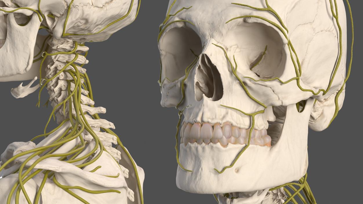 Male Skeleton Nervous System And Skin 3D