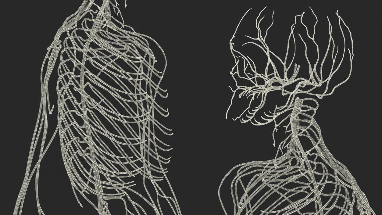 Male Skeleton Nervous System And Skin 3D