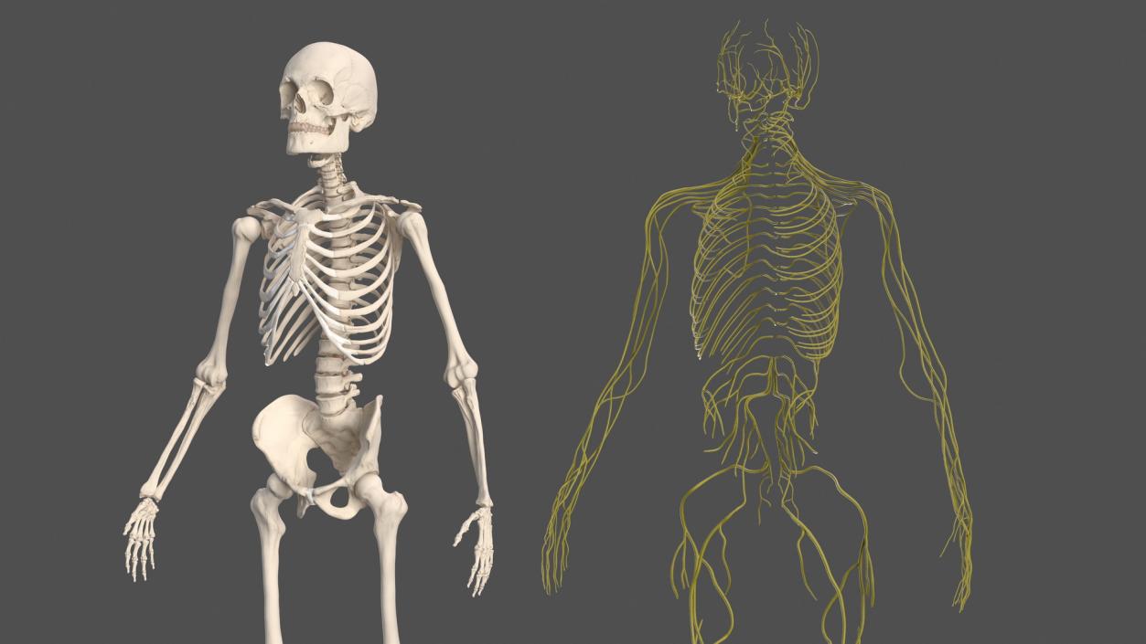 Male Skeleton Nervous System And Skin 3D