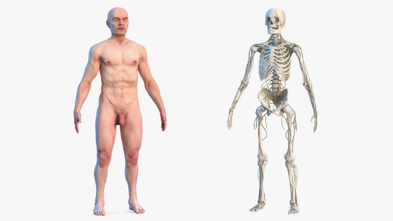 Male Skeleton Nervous System And Skin 3D