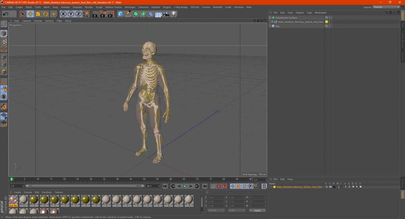 Male Skeleton Nervous System And Skin 3D