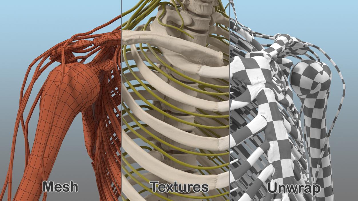 Male Skeleton Nervous System And Skin 3D