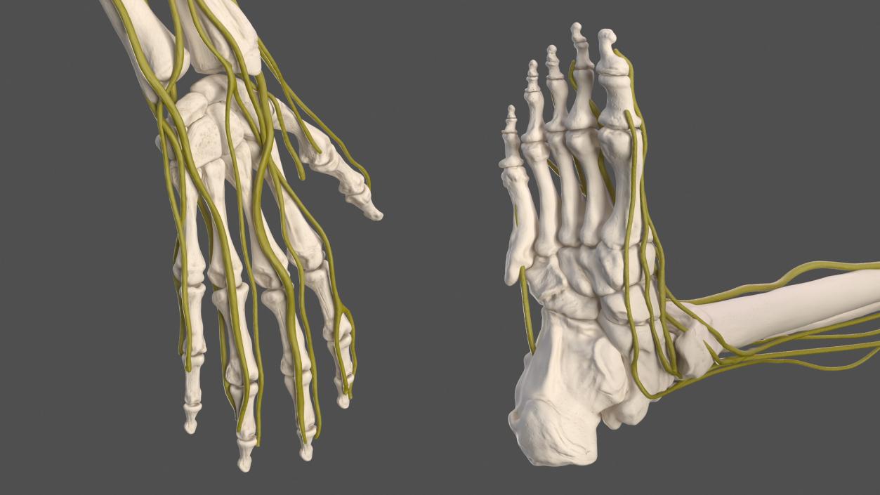 Male Skeleton Nervous System And Skin 3D