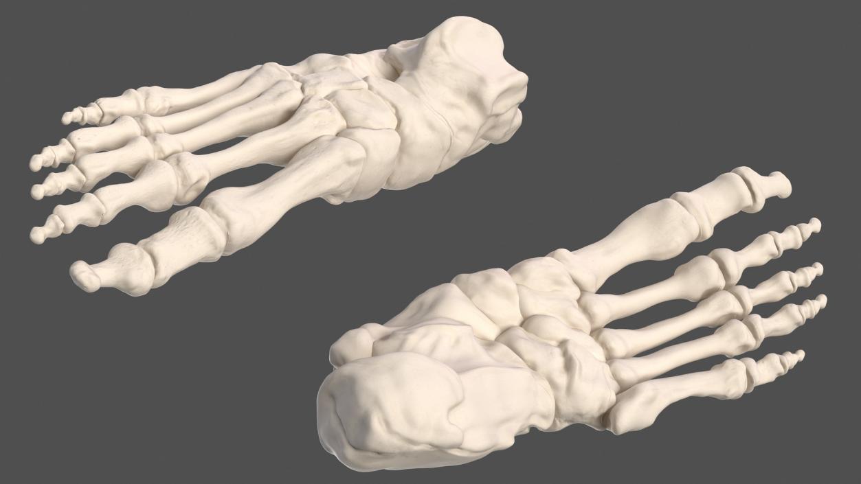 Male Skeleton Nervous System And Skin 3D