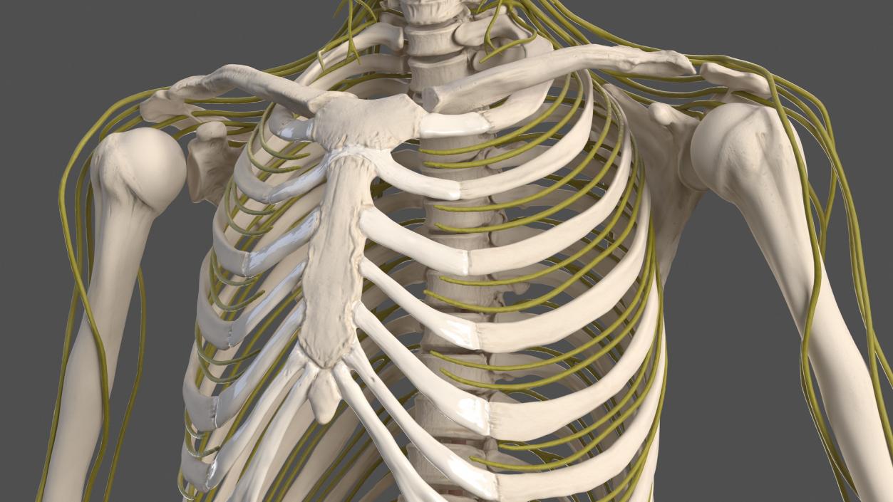 Male Skeleton Nervous System And Skin 3D