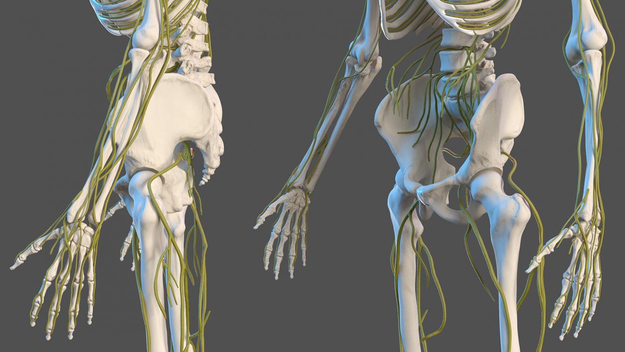 Male Skeleton Nervous System And Skin 3D