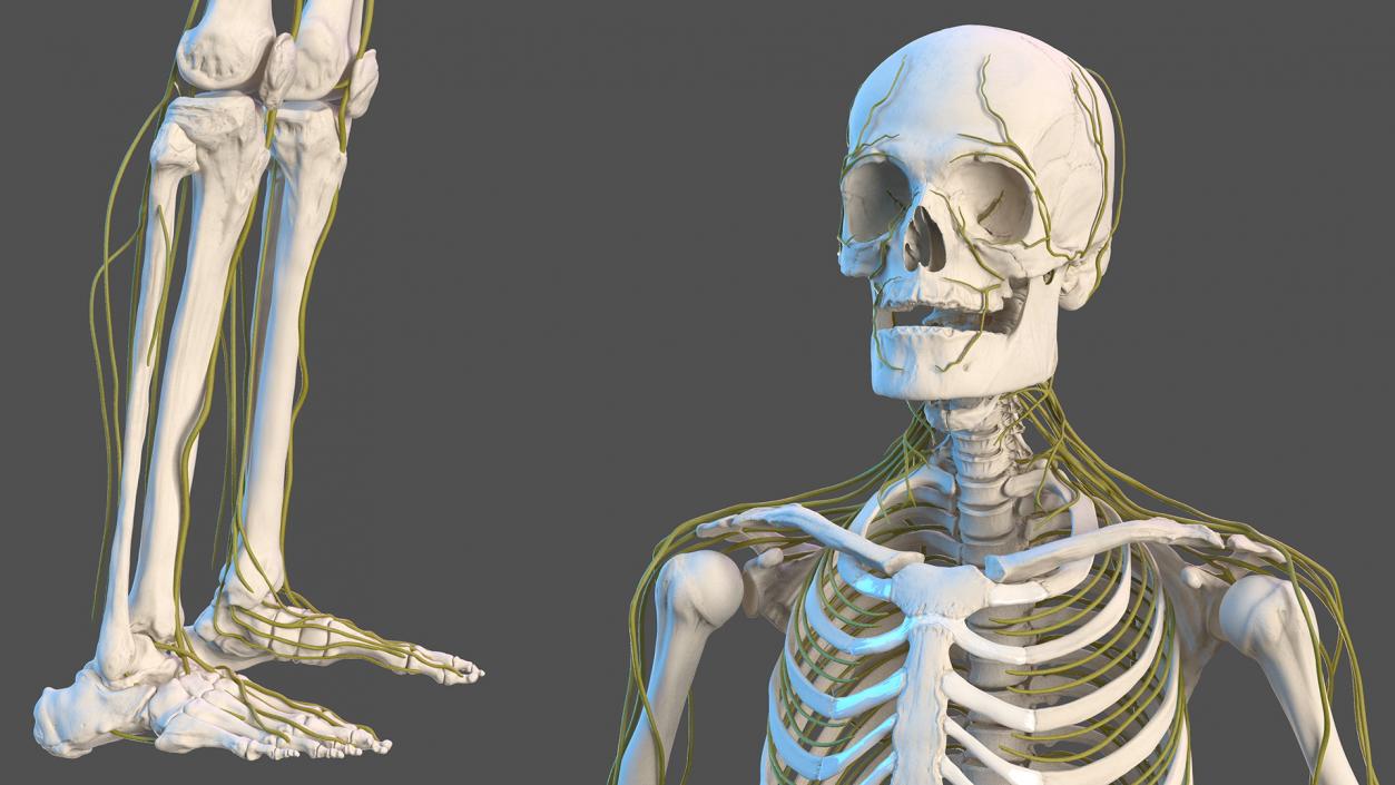 Male Skeleton Nervous System And Skin 3D