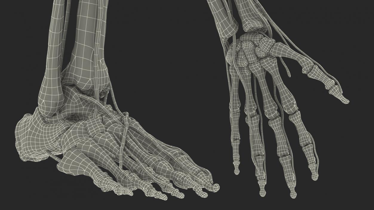 Male Skeleton Nervous System And Skin 3D