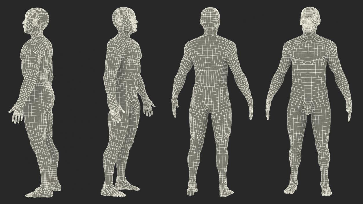 Male Skeleton Nervous System And Skin 3D