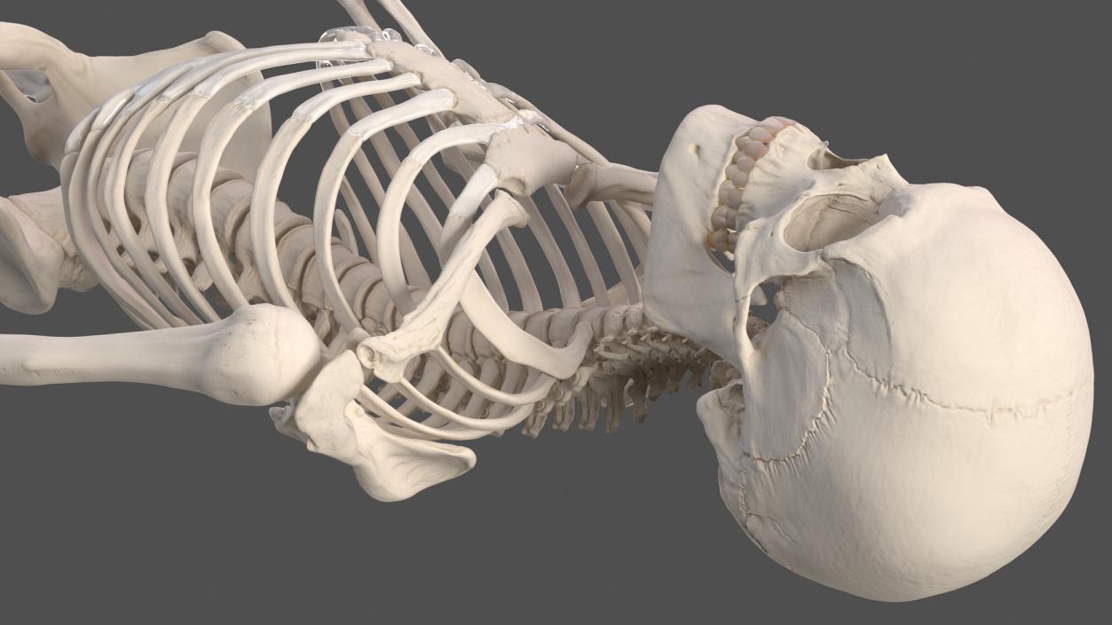 Male Skeleton Nervous System And Skin 3D