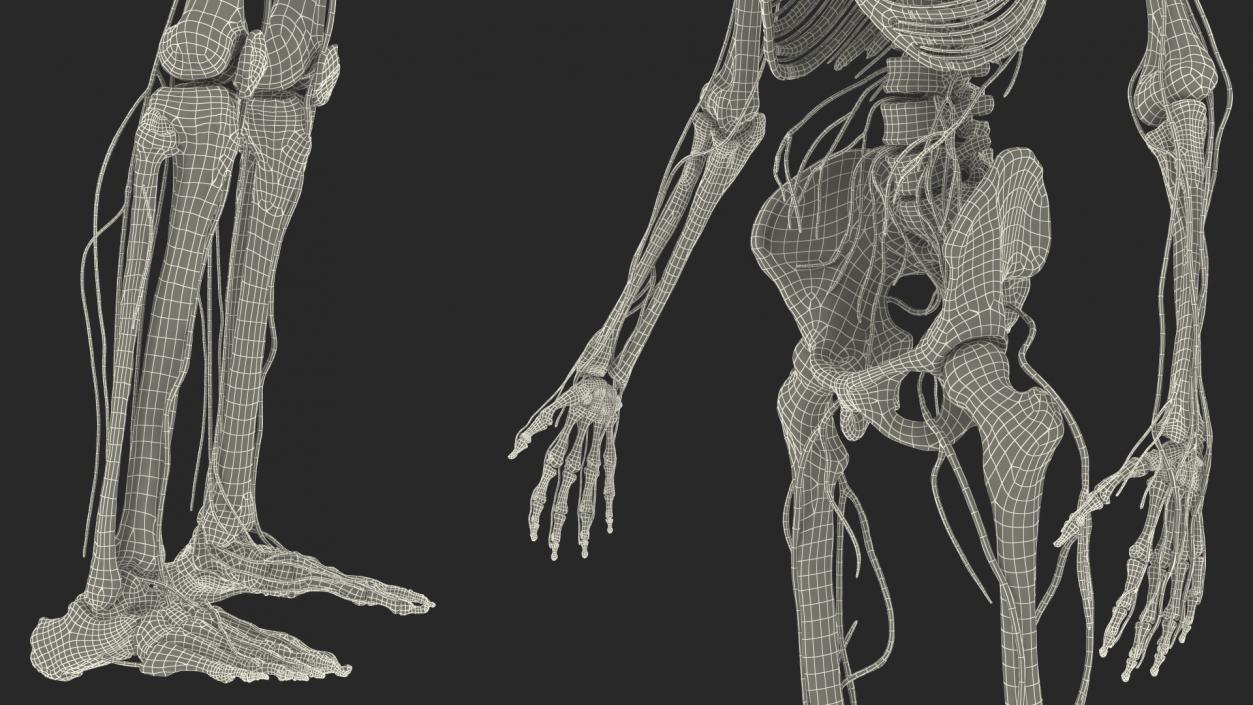 Male Skeleton Nervous System And Skin 3D