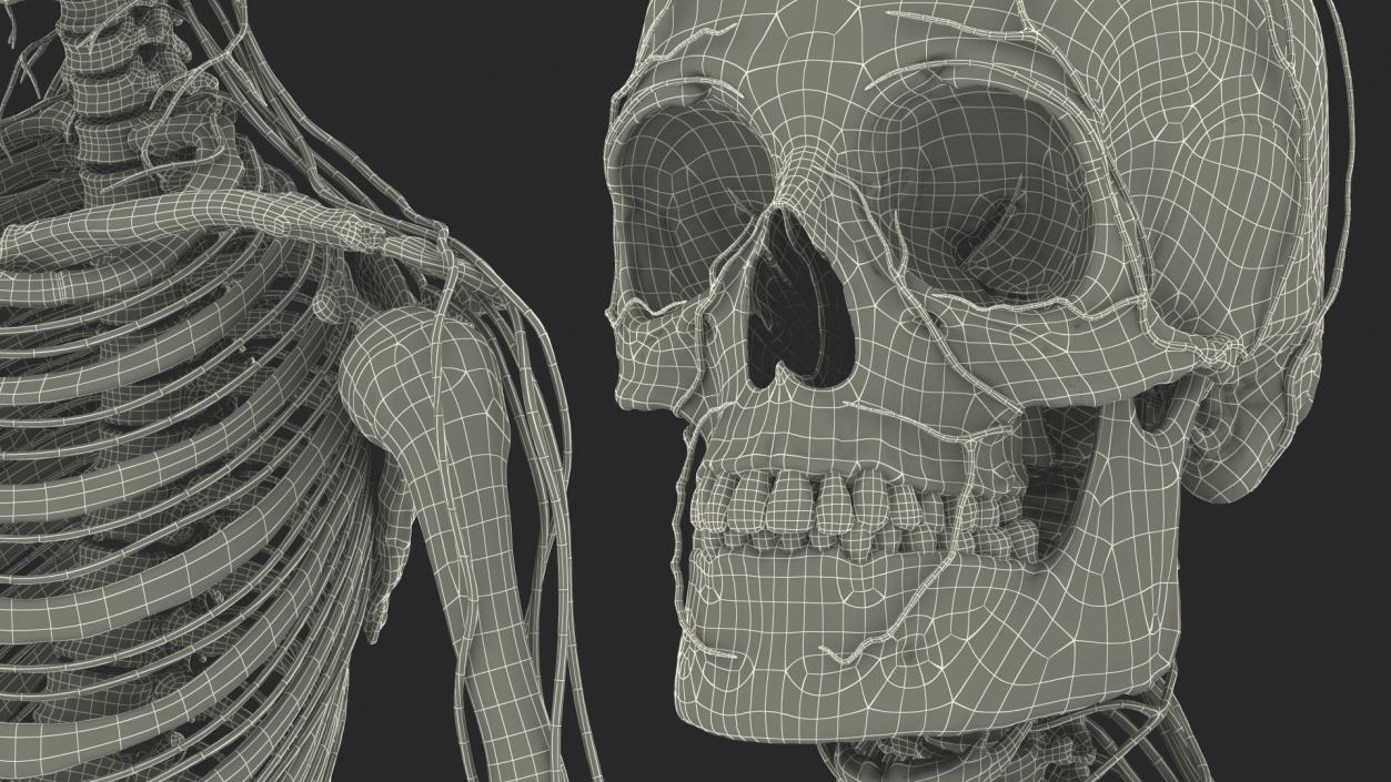 Male Skeleton Nervous System And Skin 3D