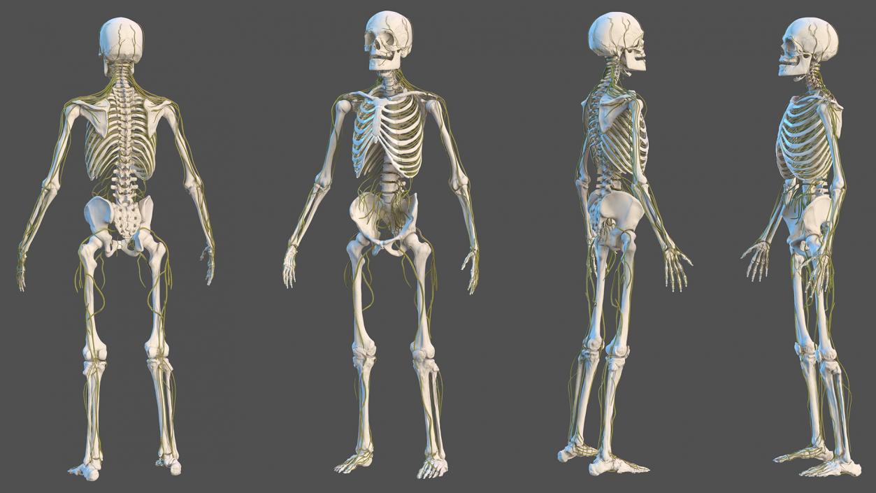 Male Skeleton Nervous System And Skin 3D