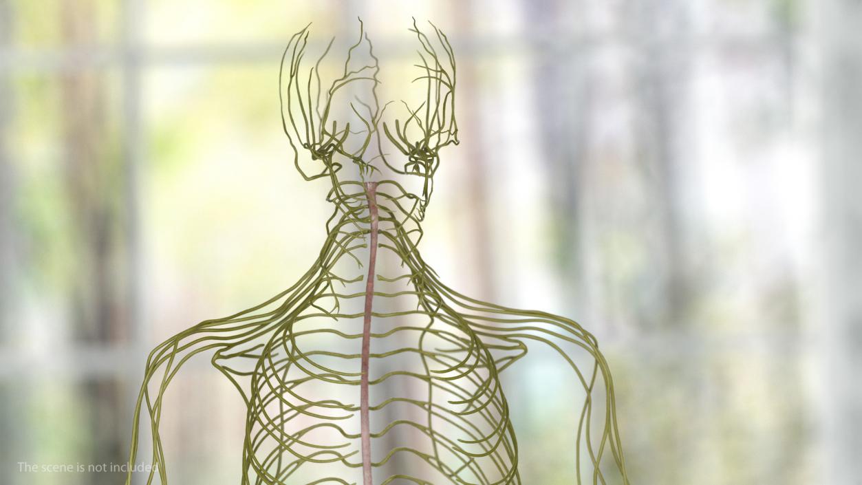 Male Skeleton Nervous System And Skin 3D