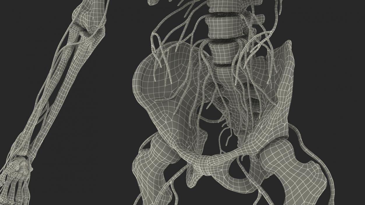 Male Skeleton Nervous System And Skin 3D