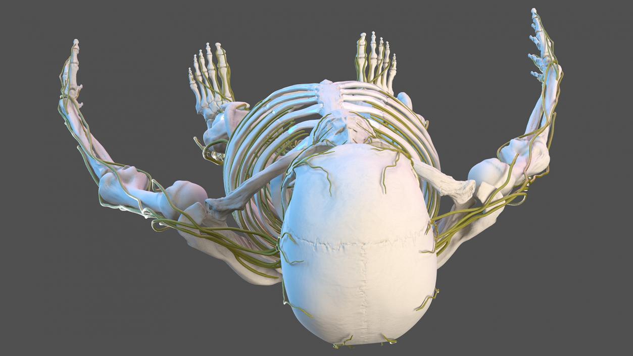 Male Skeleton Nervous System And Skin 3D