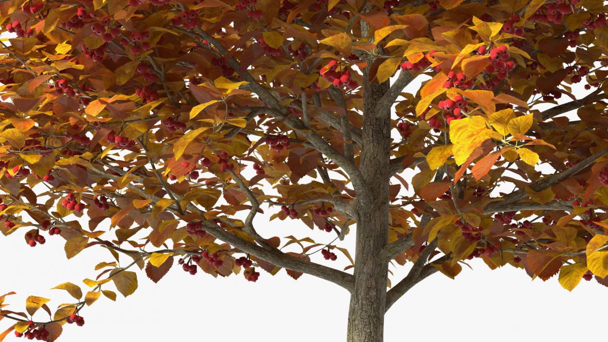 Autumn Cockpur Hawthorn Small with Berries 3D