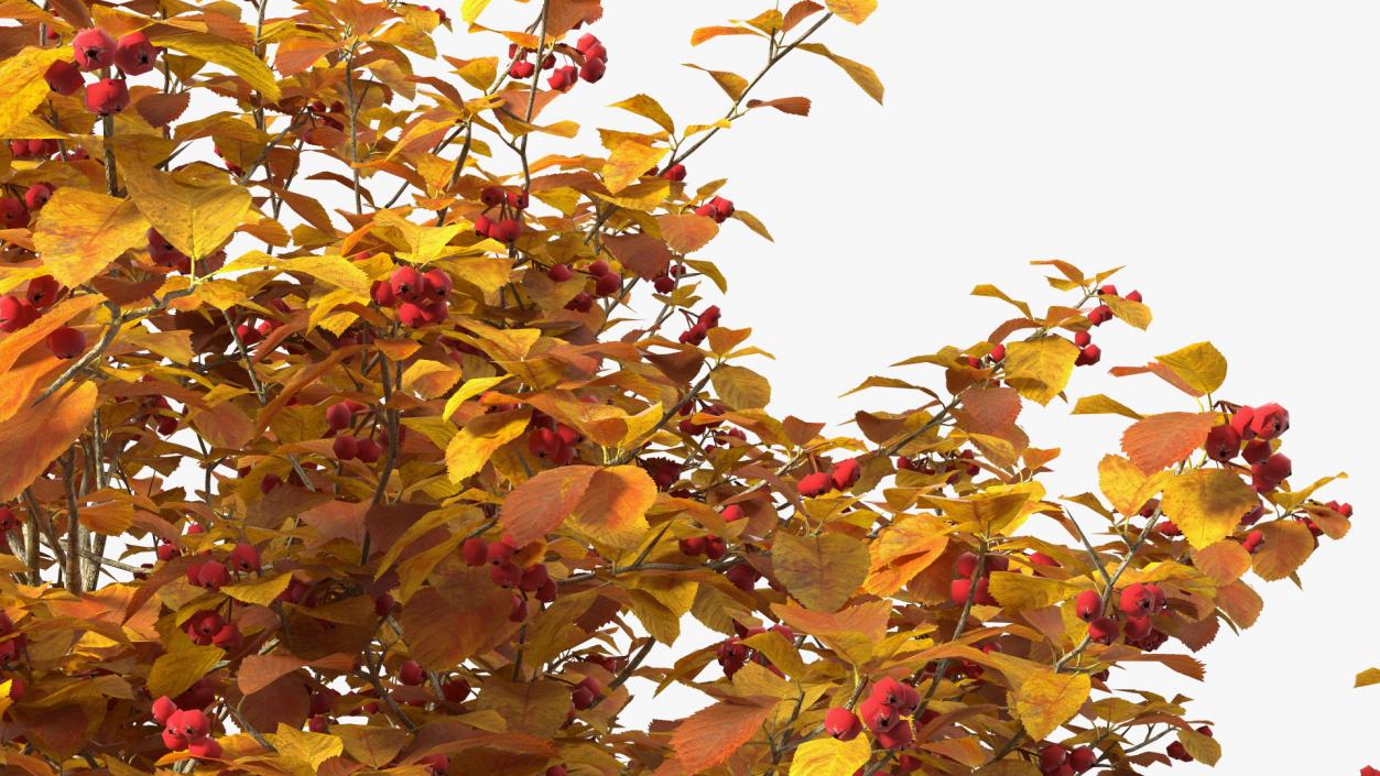 Autumn Cockpur Hawthorn Small with Berries 3D