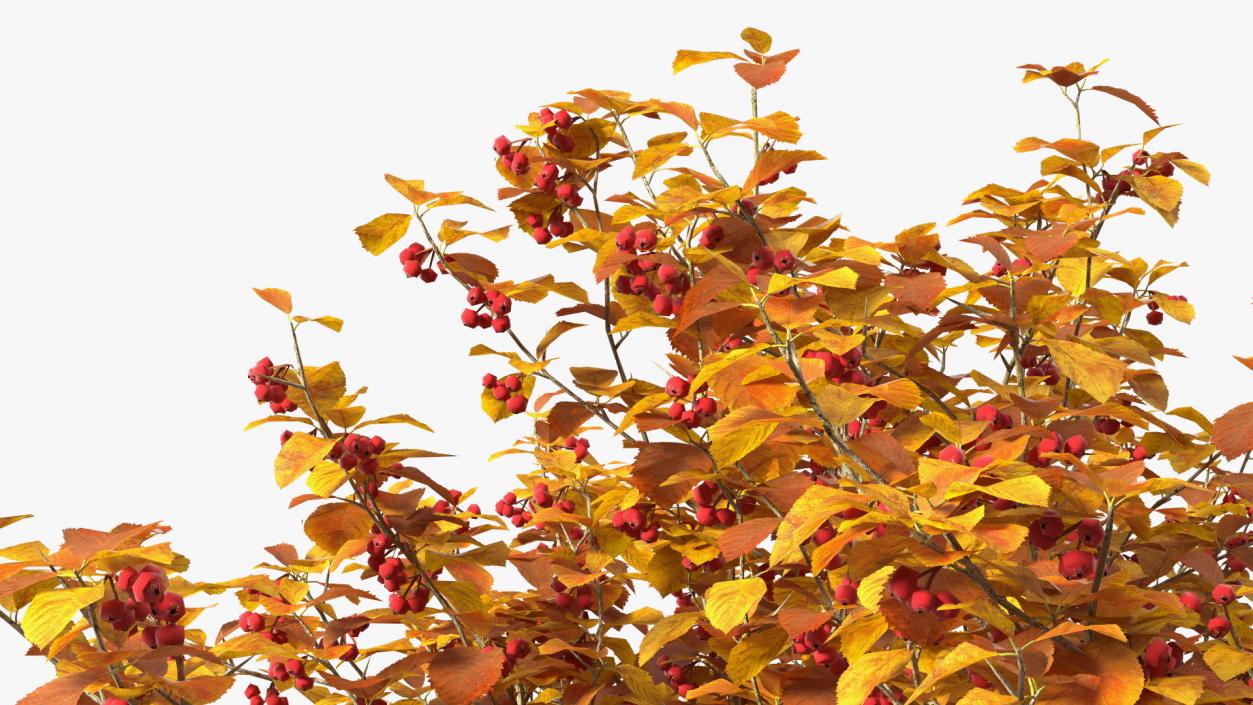 Autumn Cockpur Hawthorn Small with Berries 3D