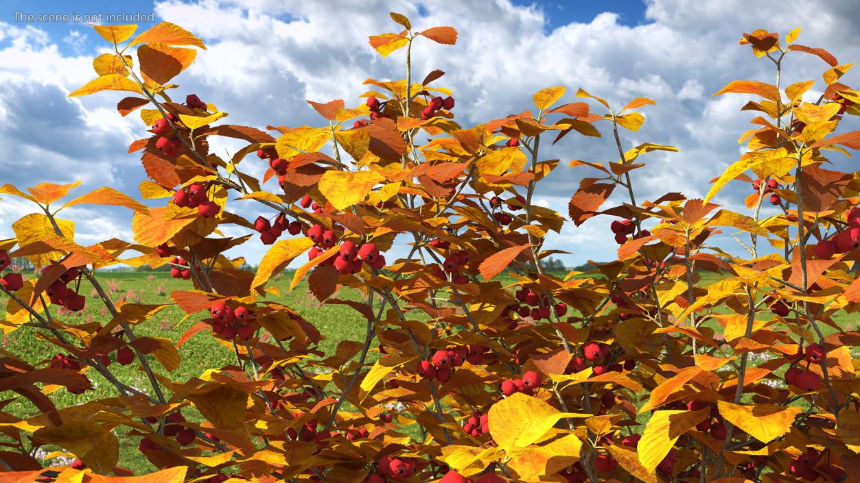 Autumn Cockpur Hawthorn Small with Berries 3D