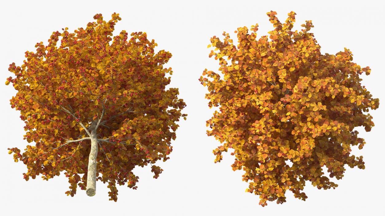 Autumn Cockpur Hawthorn Small with Berries 3D