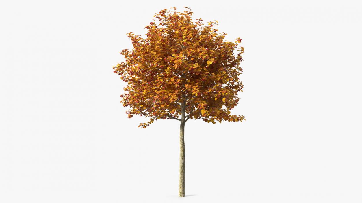 Autumn Cockpur Hawthorn Small with Berries 3D