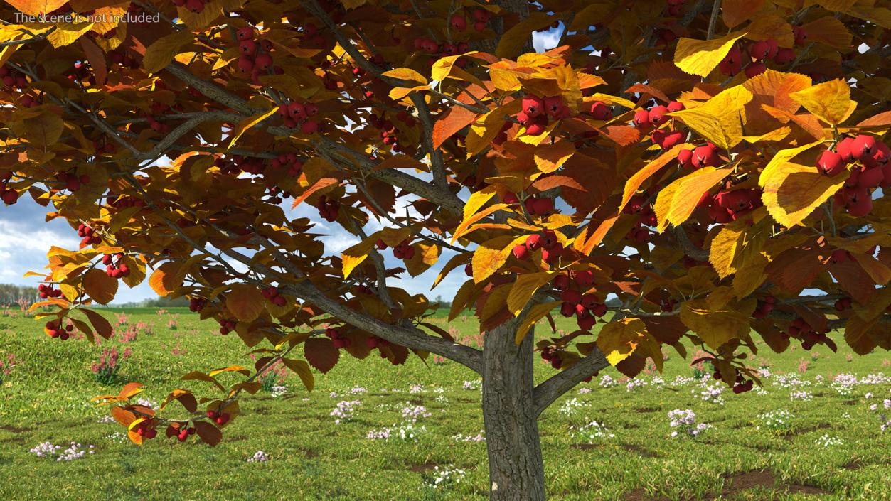 Autumn Cockpur Hawthorn Small with Berries 3D