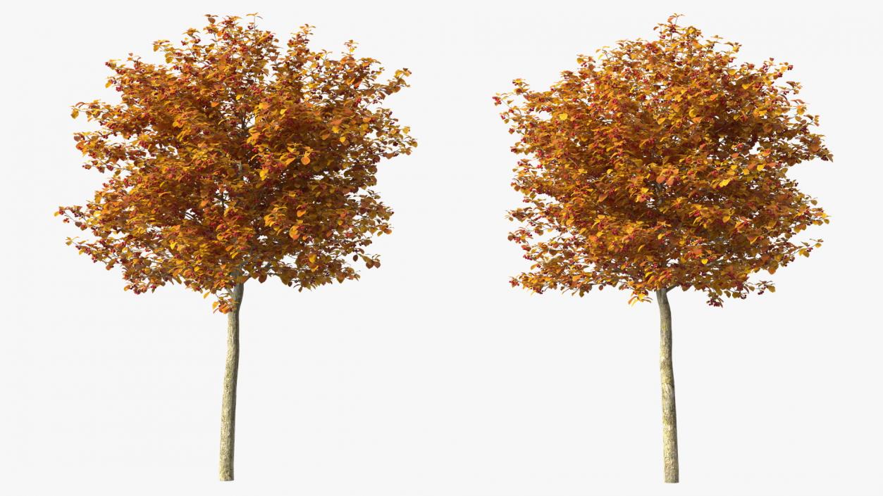 Autumn Cockpur Hawthorn Small with Berries 3D