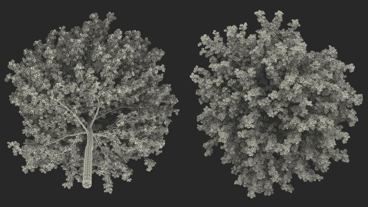 Autumn Cockpur Hawthorn Small with Berries 3D