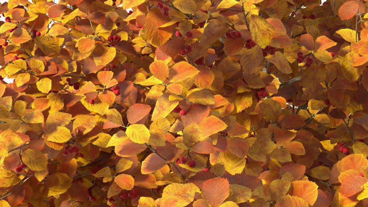 Autumn Cockpur Hawthorn Small with Berries 3D