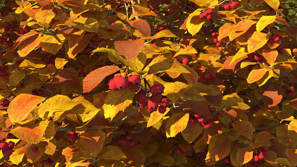 Autumn Cockpur Hawthorn Small with Berries 3D